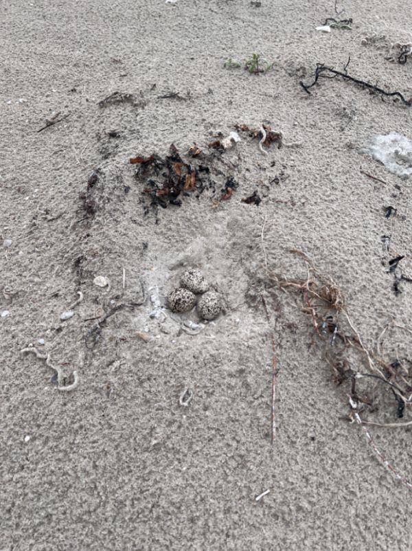 Hooded Plover nest with eggs